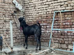 Bakra for sale
