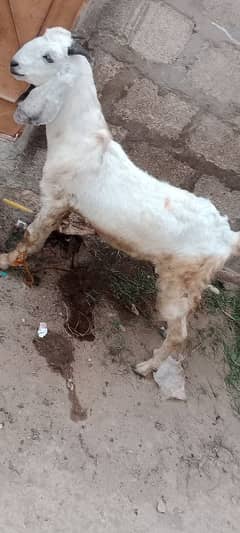 Bakra For Sale
