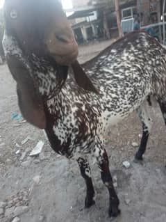 Bakra