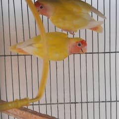 lutino