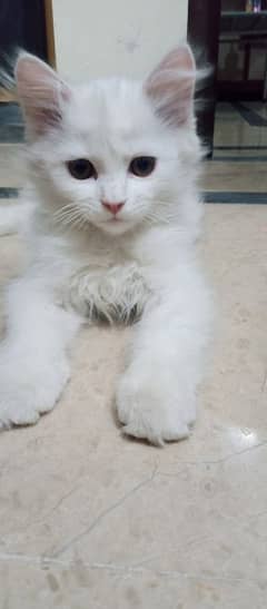 Persion cat active cat train cat white colour female cat