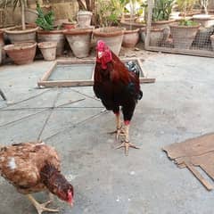 3 aseel pair