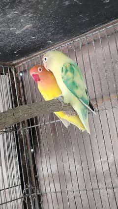 Breeder pair lotiono red eye X pied parblue