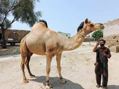 Qurbani Special | White Beautiful Camel | Chaugha | Healthy & Strong