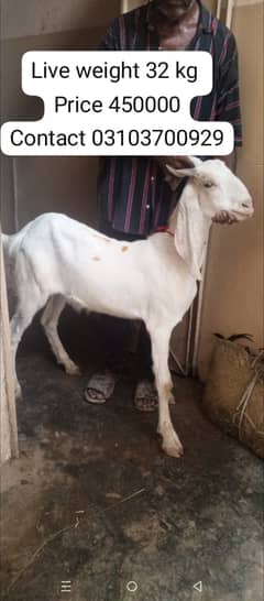 bakra | goat | goat for sale | Qurbani 2025 |  | bakra for sale
