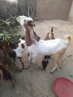 بکرے