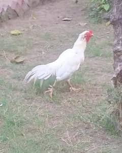 Paper White Heera Pair