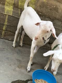 Gulabi pair sale