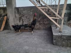 Aseel High Quality Pair Breeder Ha Female eggs laying