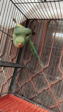 female wild ring nack ha or red eyes white cocktail ha cocktail no bit