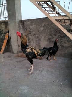 Aseel High Quality Pair Breeder Ha Female eggs laying