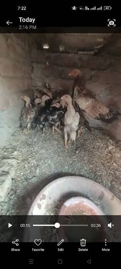 Mianwali