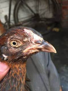 Thai cross aseel murghi + chicks