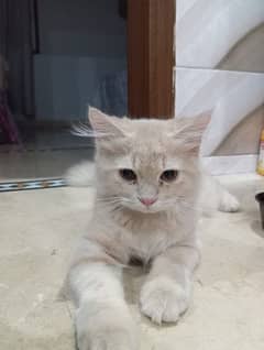Persian cates