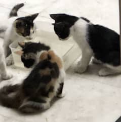 Beautiful kittens