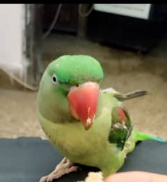 Raw parrot for sale
