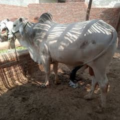 beautiful cow male heavy wate for qurbani 2025