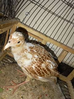 Pure White teeter k pathay plus 2 dhakni breeder males