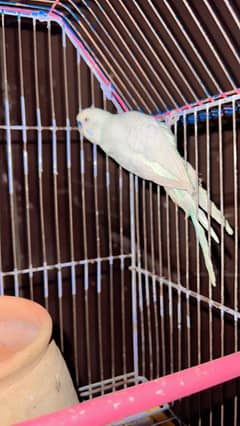 Hand-Raised [Parrot Breed] for Sale – Friendly & Healthy
