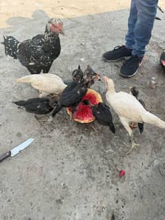 ThaiXvetnam aur ThaiXhint chicks