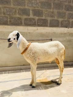 sheep
