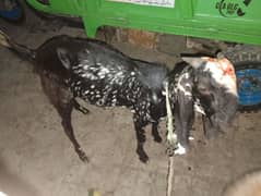2 goats male for sale