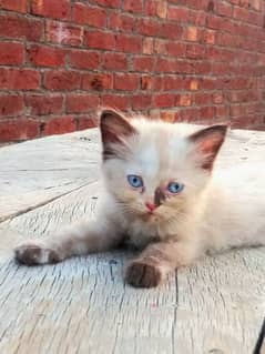 1 Month Old Pure Persian Double-Coated Kitten for Sale | Blue Eyes