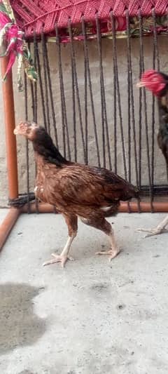 Lakhi