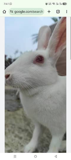 Rabbit Pairs Red Eye White