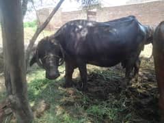 bakhri bhil behns with wrap around horns