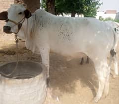 desi janwar for sale-Qurbani 2025