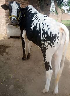 desi