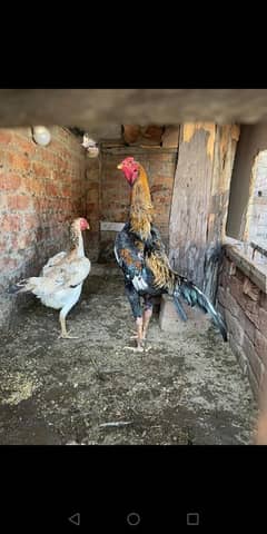 Shamo chiks for sall