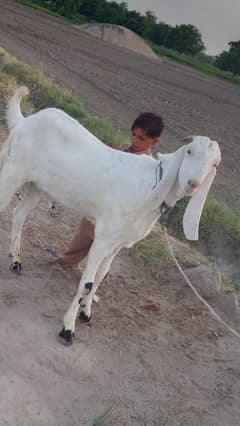 Bakra