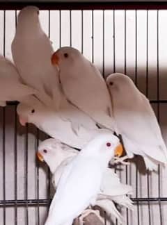 ALBINO