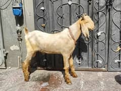 Beautifull Donda bakra for qurbani