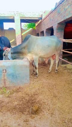 beautiful looking Qurbani Animal