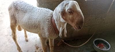dumba qurbani k leyea