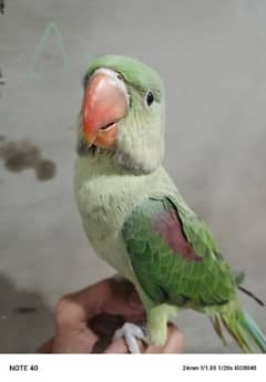 raw parrot chick baby parrot