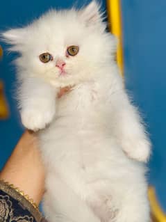 Persian kittens for sale