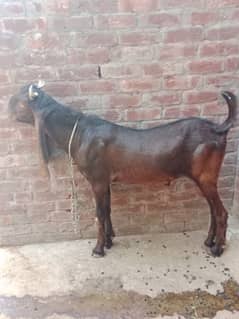 karbani ka bakra