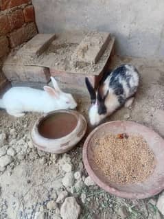 Rabbits