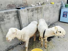 chatra + bakra