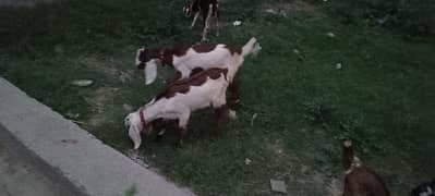 goat Male female pair 1pair 25k full & fainl