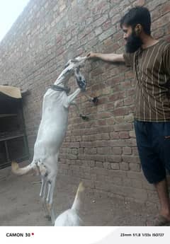*Desi goat bakri for sell*