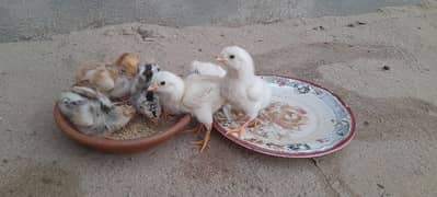 Aseel Chicks