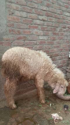 chatra