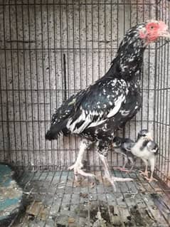 Cheni murgi with chicks