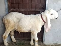 Kajla Chatra For Eid 2025