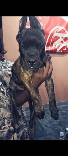 cane corso extreme import bloodline  0/3/1/0/4/7/9/7/6/6/1